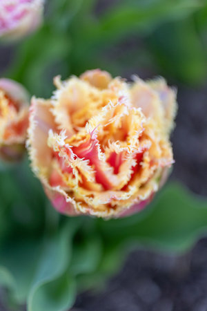 Mix of pink tulip cairns and orange tulip brisbaneの写真素材
