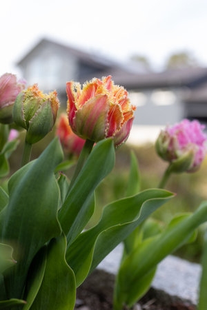 Mix of pink tulip cairns and orange tulip brisbaneの写真素材