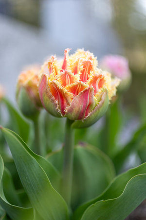 Close up of orange tulip brisbane