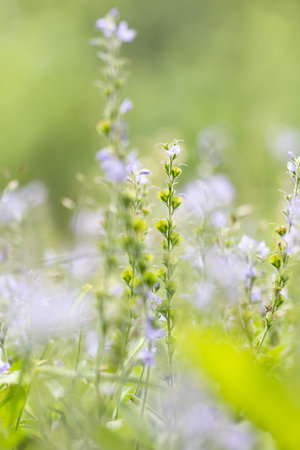 Delicate purple veronica officinalis growing in garden