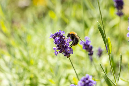 Purple lavender blooming late summer on a sunny dayの写真素材