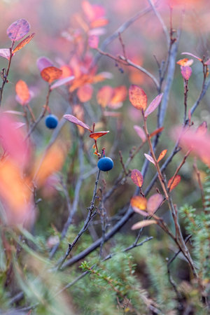 Breathtaking beauty of Finnish Lapland during the peak of autumn foliageの写真素材