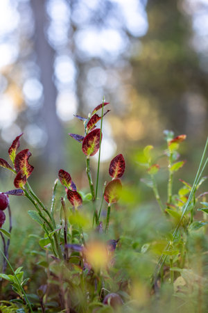 Breathtaking beauty of Finnish Lapland during the peak of autumn foliageの写真素材