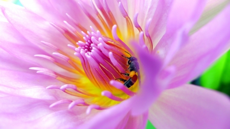 Bee gathering pollen from a pink lotusの写真素材