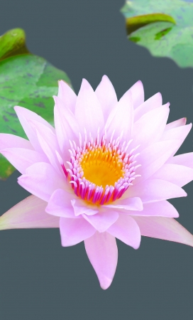 Close up of a pink water lily bloom in a pondの写真素材
