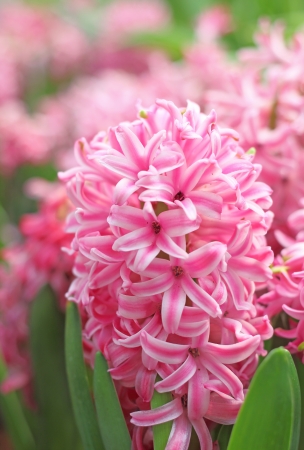 Pink hyacinth in a gardenの写真素材