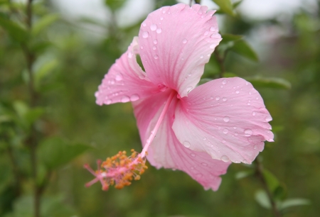 Pink Hibiscus flower with water dropの写真素材
