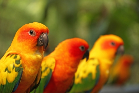 Group of lovebirdの写真素材