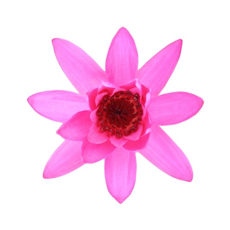 Pink lotus isolated on white backgroundの写真素材
