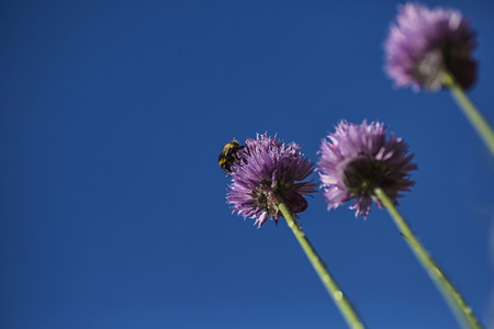 Bumble bee sitting atop a flowering chive