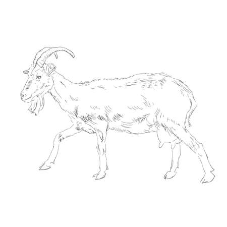 Goat drawing in woodcut style. Engraving of a goat on a white background. Sketch of a goatのイラスト素材