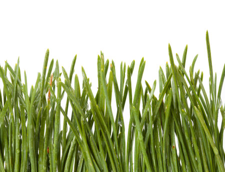 Bunch of fresh green chives isolated on white background close upの写真素材