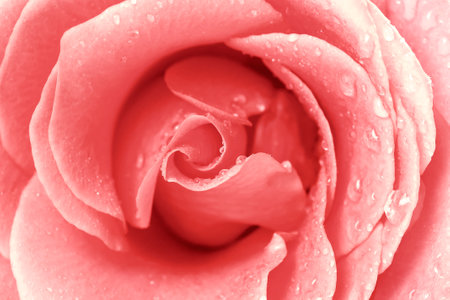 close up of pink rose petals, valentines day backgroundの写真素材