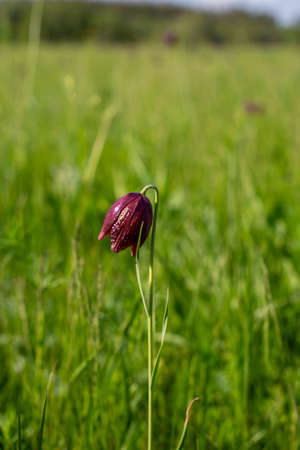 05.2021 there is a bell flower in the meadow. Wild flower. Ukraine, the city of Izium