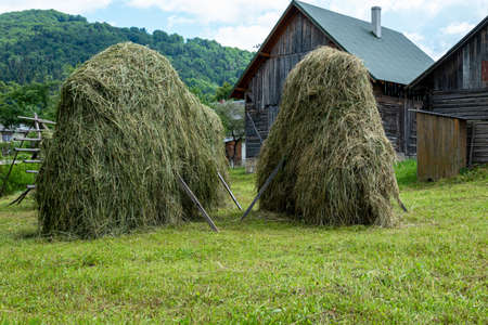 Straw for hay, grass. Close-up photo of hay. A stack of hay. Mowed grass.