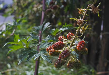 Blackberry sprayの写真素材