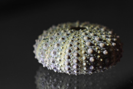 Beautiful lighted round shell with black backgroundの写真素材