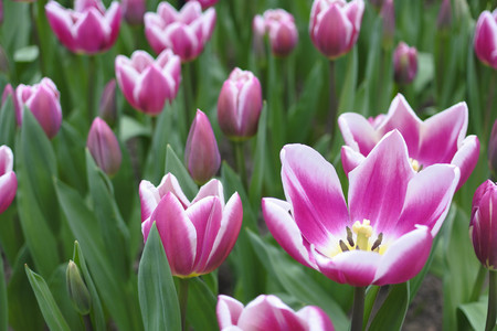Pink tulip's bloom their petalsの写真素材