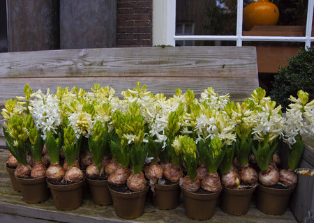 Hyacinths in anticipation of plantingの写真素材