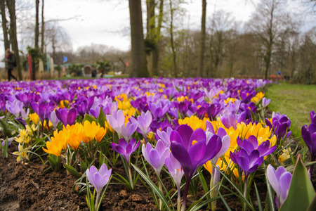 Crocus growing in a parkの写真素材