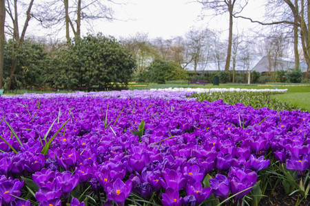 A large amount of purple crocuses blooming in a parkの写真素材