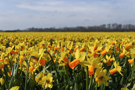 Daffodil Growing in beautiful natureの写真素材