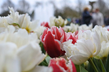 Tulips in the parkの写真素材