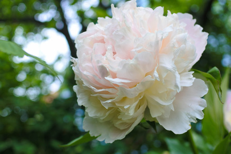 Light pink peony with green backgroundの写真素材
