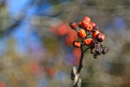Rowan berryの写真素材