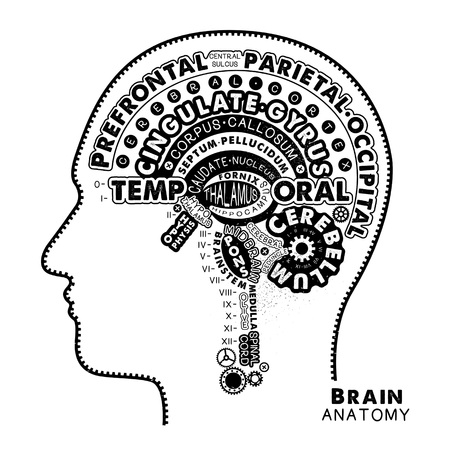 Brain Anatomy Typographic Artwork. Inspirational Vector Illustration.のイラスト素材