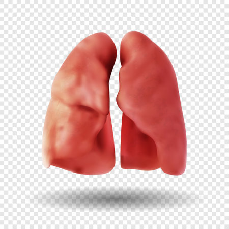 Healthy Human Lungs isolated on transparent background. human respiratory system. Realistic 3d vector illustration.のイラスト素材