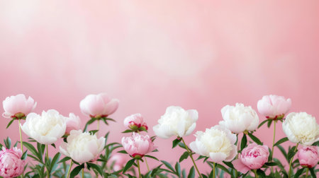 Close-up of a beautiful peony flower in full bloom with a blurred backgroundの素材