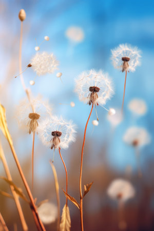 Dandelion seeds blowing in the windの素材