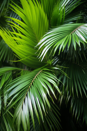 Close up of bright green palm leavesの素材