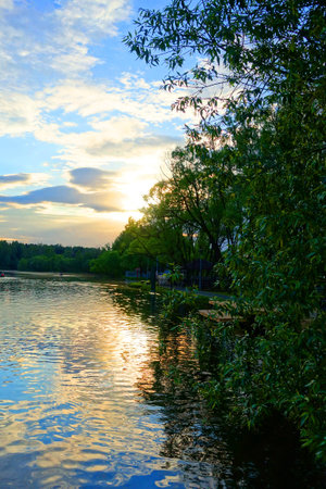 The trees along the river.の写真素材