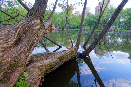 tree in water