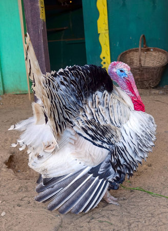 turkeyの写真素材