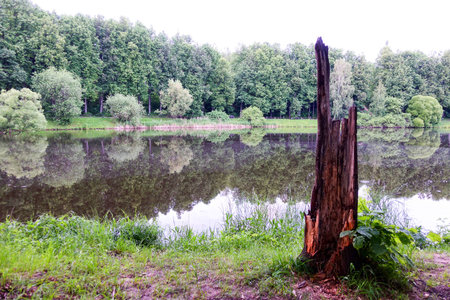 Tree stumpの写真素材