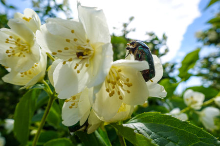 Chafer beetle on jasmine flowersの写真素材