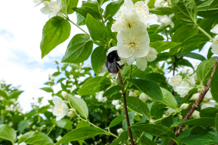 Bumblebee on a flower of jasmine in summerの写真素材