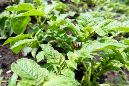 Colorado beetle on potato bushの写真素材