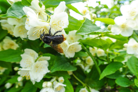 Bumblebee on a flower of jasmine in summerの写真素材