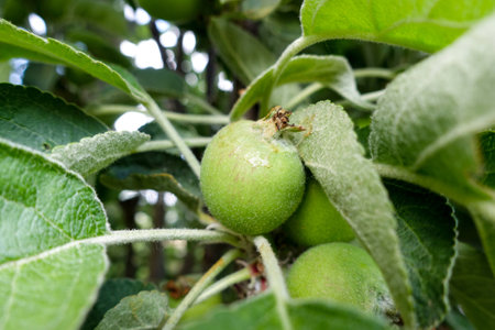 Green apples on the tree in springの写真素材