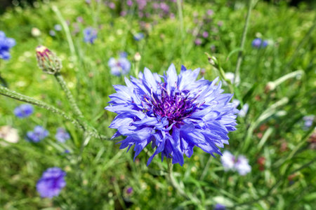 Blue cornflower in the garden in summer