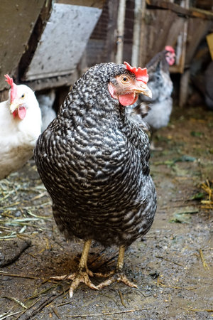 The hens in the barn in summerの写真素材