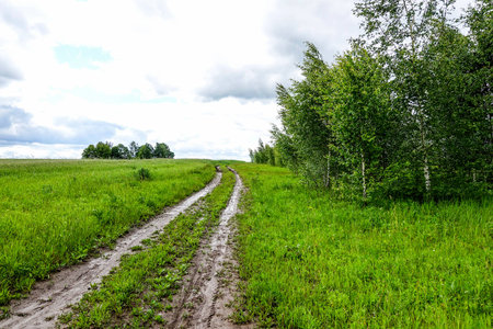 The road to the field in summerの写真素材