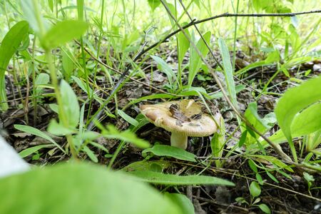 Mushrooms in the green grass in springの写真素材