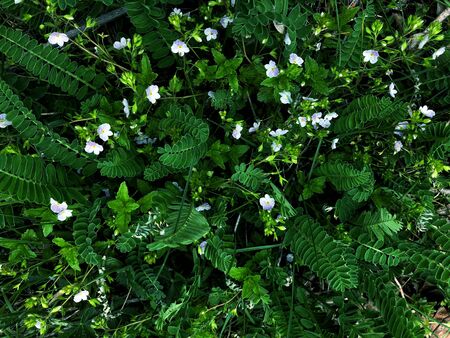Beautiful nature background of vertical garden with green leaves and white flowers. Flat lay. Nature...