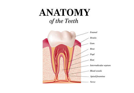 Oral Care health Concept. Medical banner or poster