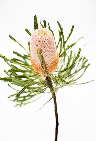 Single white banksia flowerの写真素材